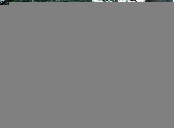 Charleston Wedding Photographers Virgil Bunao My Memorable 2015